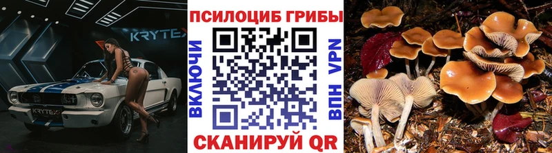 купить наркотики сайты Ковдор Псилоцибиновые грибы Psilocybe